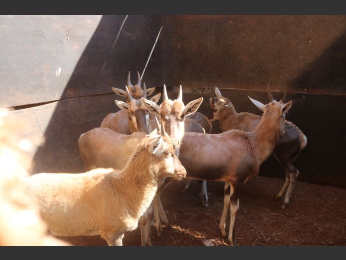 Blesbokke Lammers