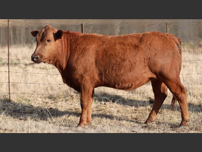 HBH 230116 | CLARK CATTLE COMPANY PTY LTD