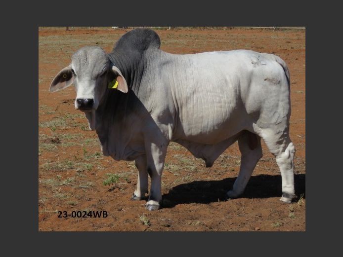 23-0024WB | WOKUMA BRAHMAN
