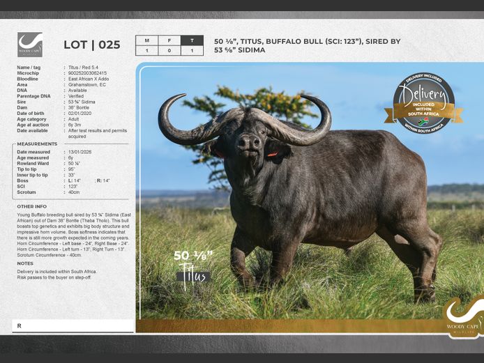 Buffalo | Woody Cape Wildlife (Pty) Ltd