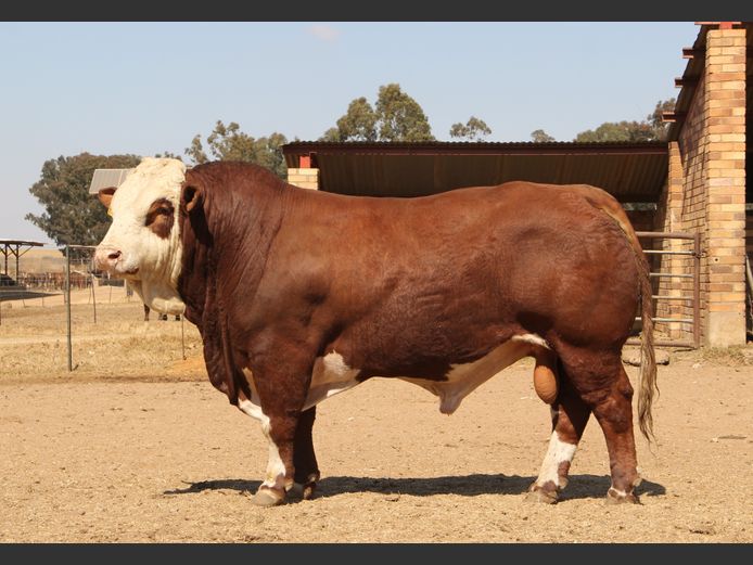 E21239 | EE SCHULENBURG