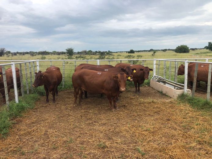 Kommersële Vroulike Diere