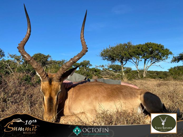 26 1/8" Impala Ram