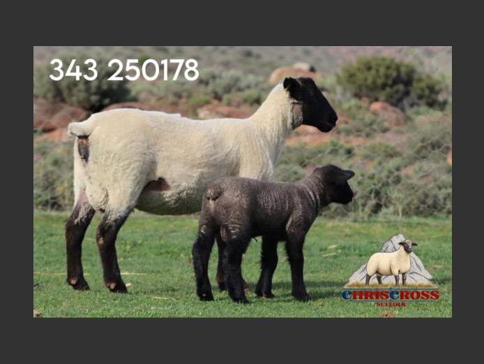 343250178 | CHRISCROSS SUFFOLKS