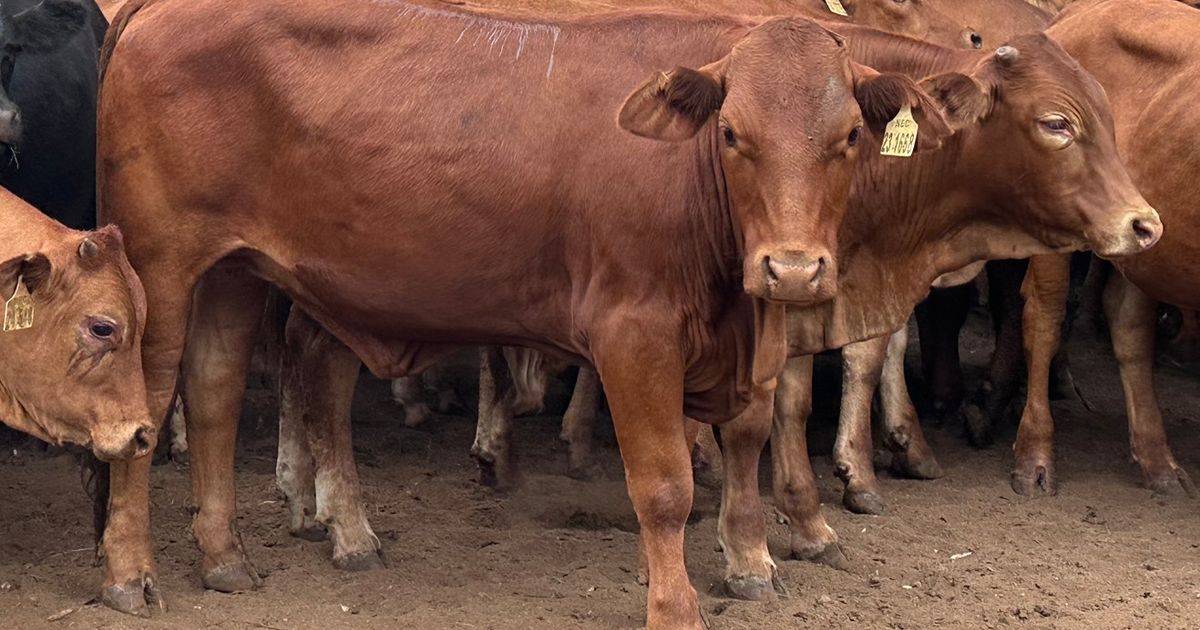 Lot 5 | KOFFIEBUS & TEEBUS WEANER SALE | SwiftVEE | South Africa’s ...
