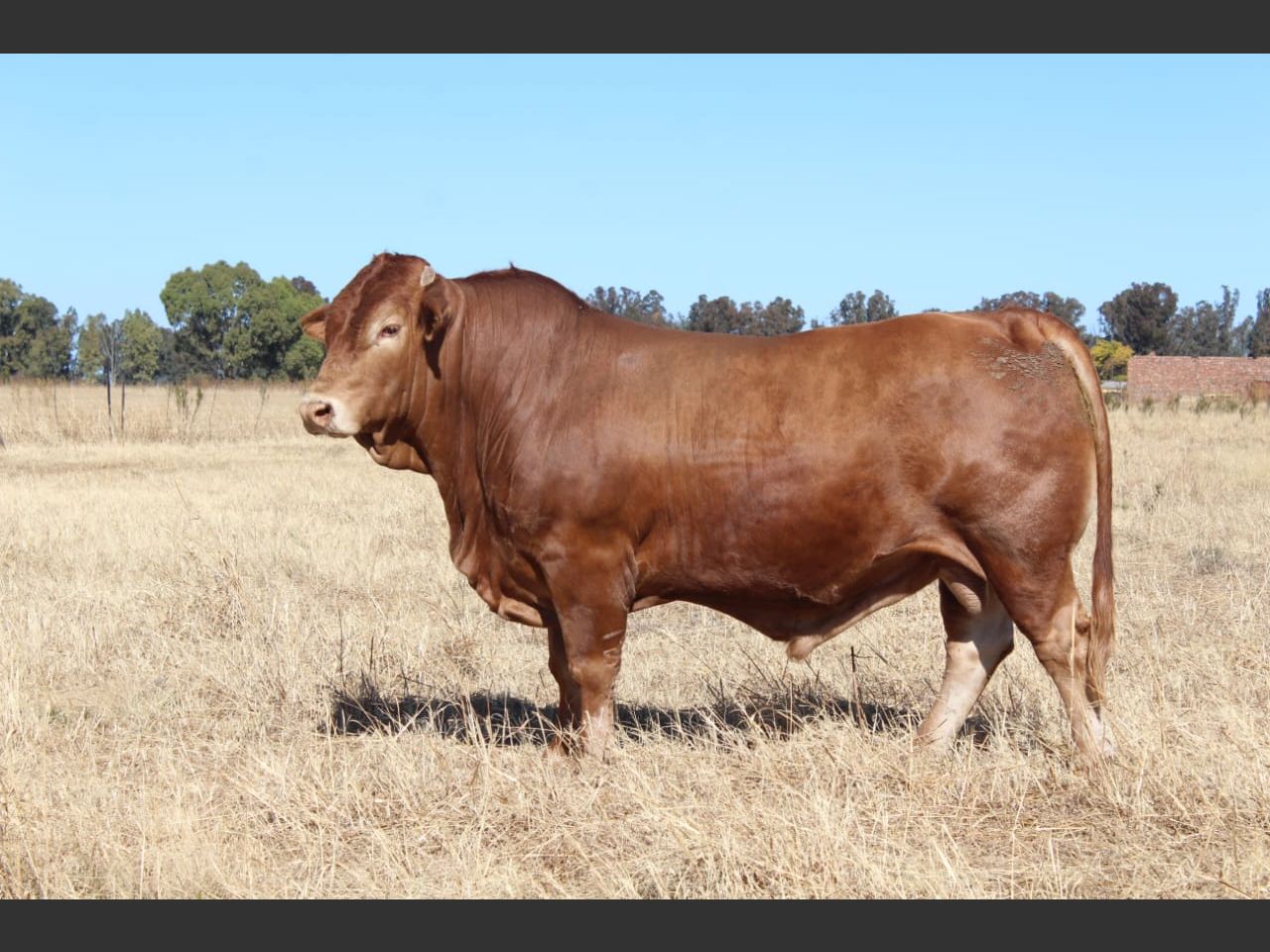 Lot 11 | 26STE NASIONALE BEEFMASTER VEILING | SwiftVEE | South Africa’s ...