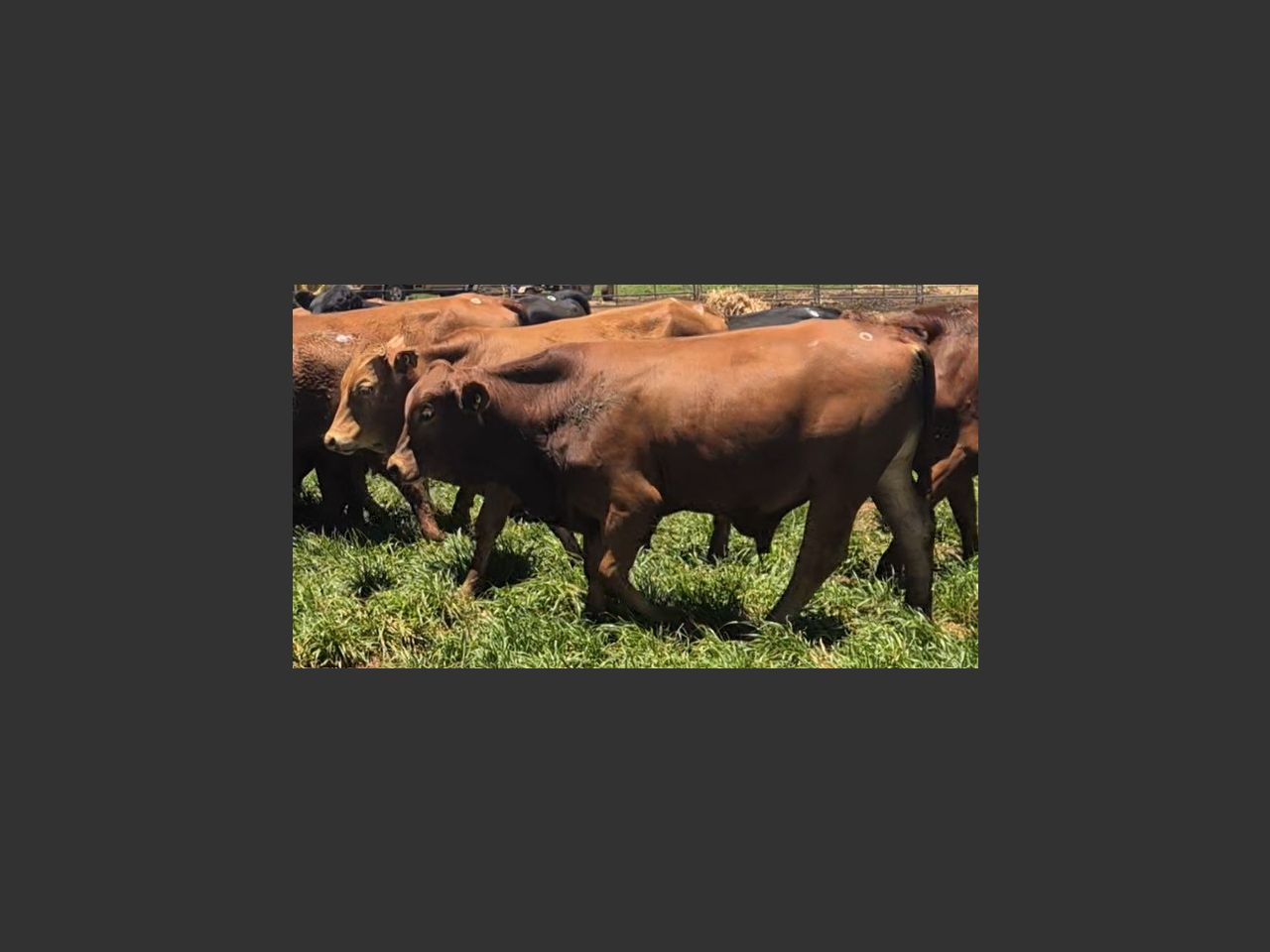 Lot 1 | KOFFIEBUS & TEEBUS WEANER SALE | SwiftVEE | South Africa’s ...