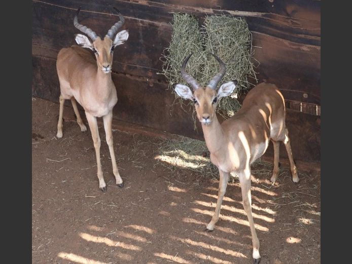 IMPALA