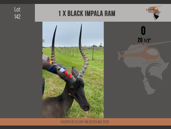 Black Impala (20 1/2")