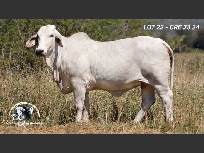 CRE2324 | CRE BRAHMANE