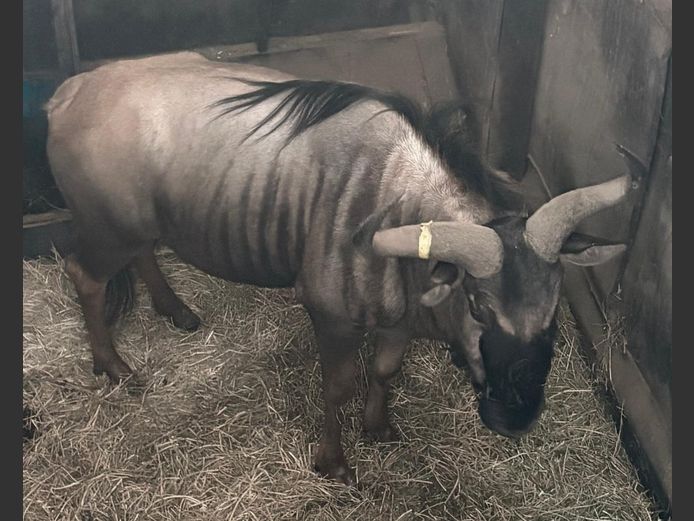 Blouwildebees Jagbul