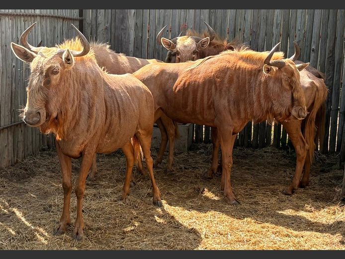 Goue Wildebeeste