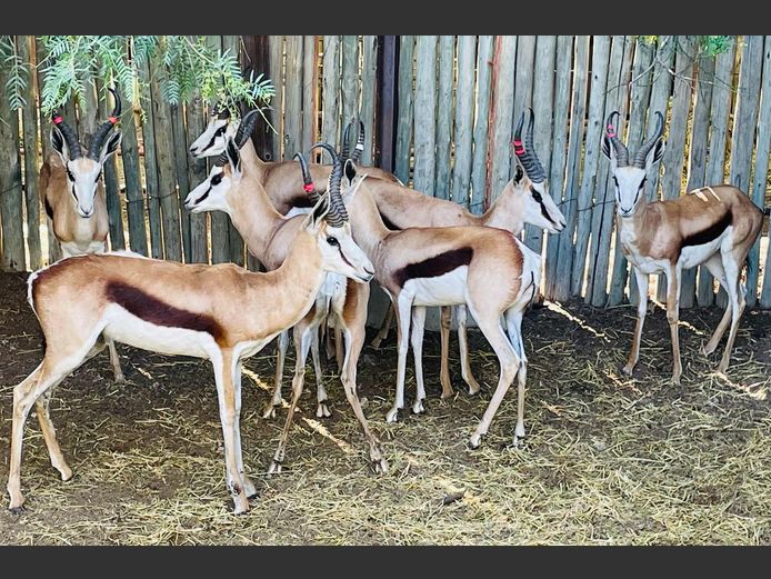 Kalahari Springbok Ram