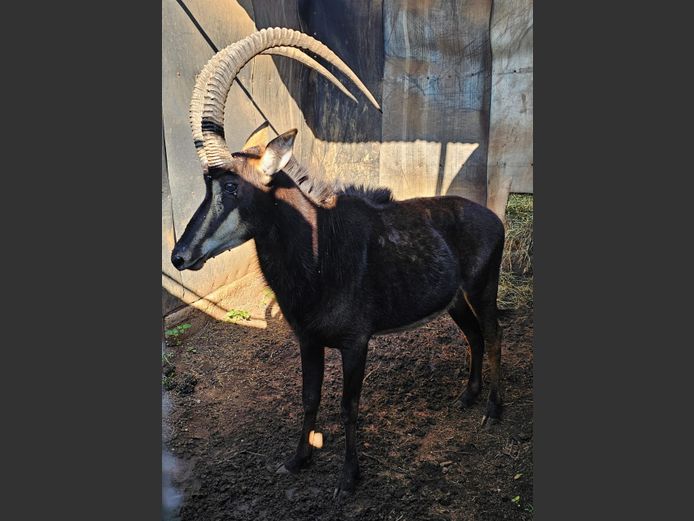 SABLE 41" | SABLE HILL SAFASRIS