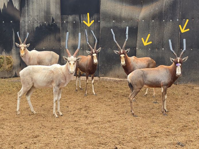 BLESBOK | DANIE RUST BOERDERY