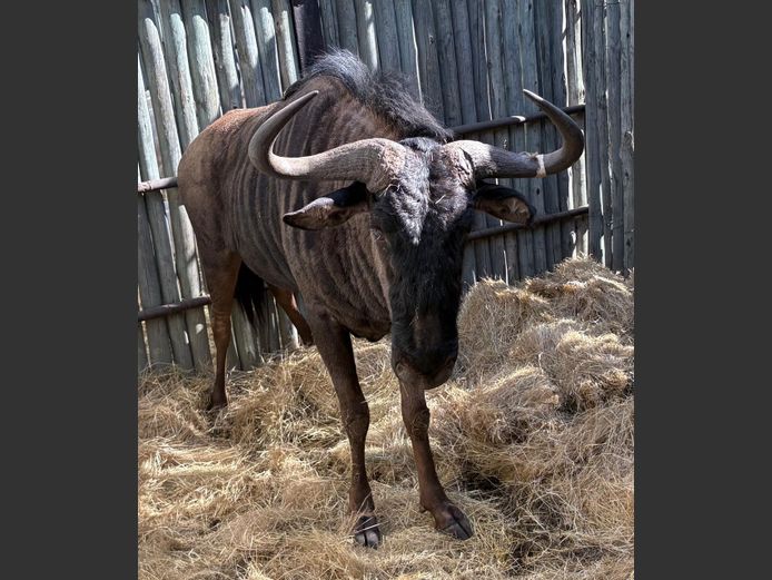 Blouwildebees Bul