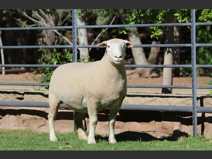 DZ 240245 | 2 STEYNS BOERDERY