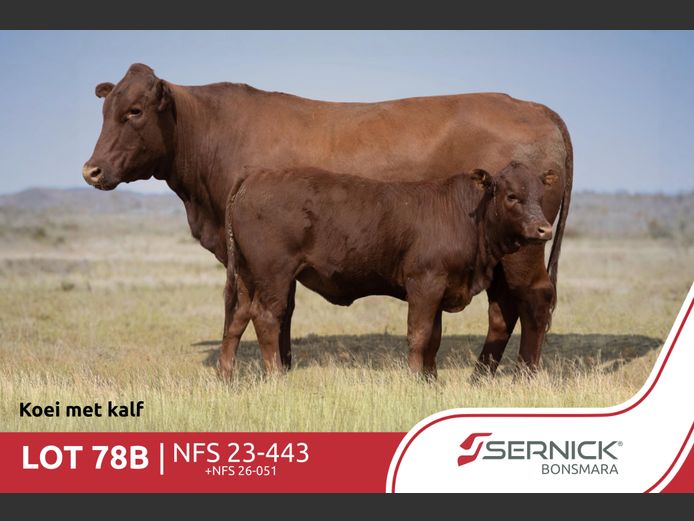 NFS 230443 | SERNICK BONSMARA STOET