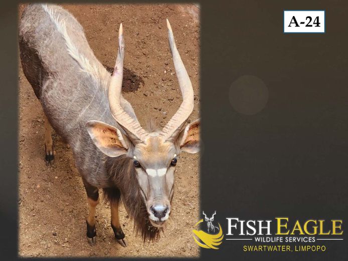 NYALA