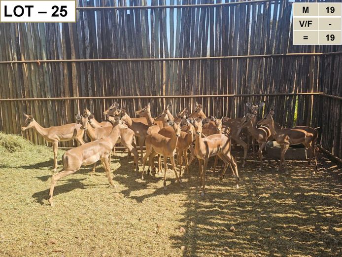 Impala | GreaterKuduLand