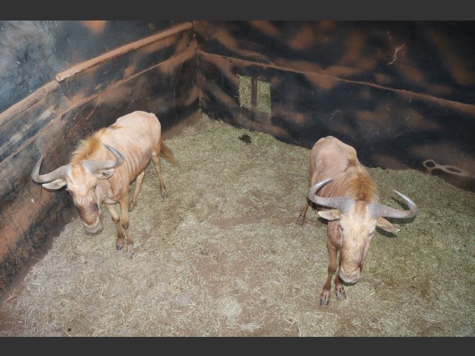 Goue Wildebees