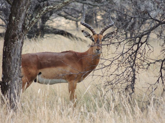 ROOIBOK RAM -SWART NEUS- MAK