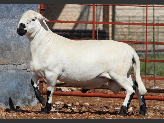 CRL 24.218 | HANRI MEATMASTERS