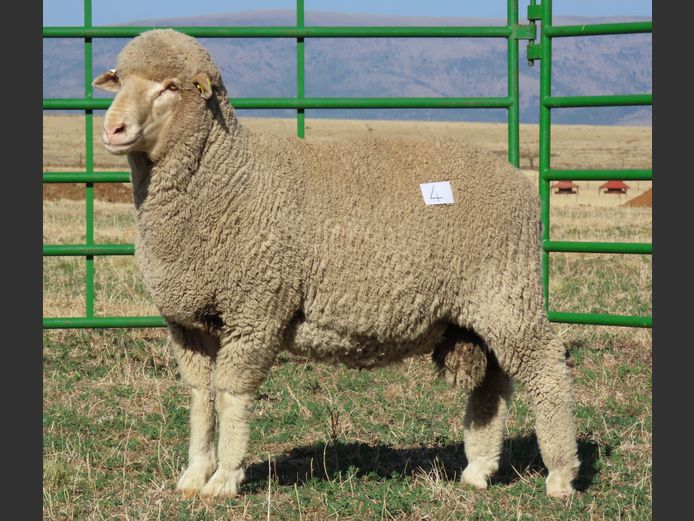 57 | Rooipoort Poenskop Merinos                
