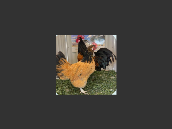 VORWERK | ANNUAL MYTILUS AND ELOFF