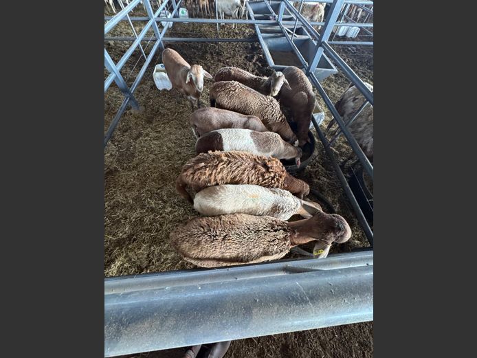 MEATMASTER | LOUMA BOERDERY