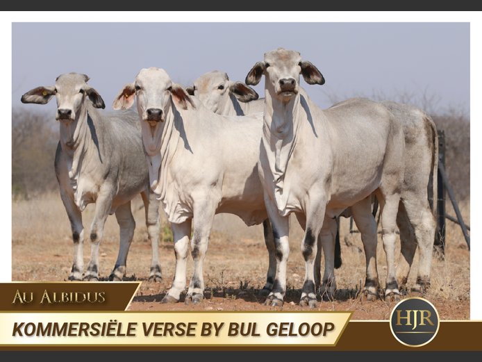 Commercial Animals | HJ Roets Boerdery