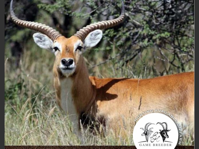 Lechwe Mature Males | WATERBERG PLATO GAME BREEDERS