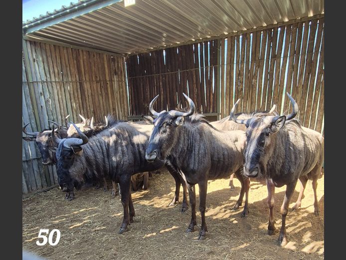 BLOUWILDEBEES | SCHALK VAN ZYL