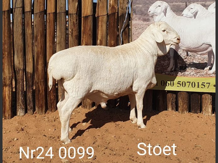 24099 | Johan Stadler