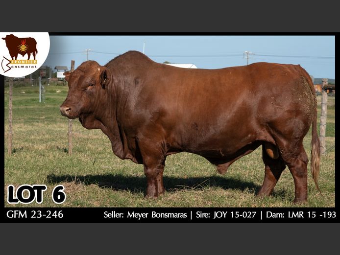 GFM 230246 | MEYER BONSMARAS