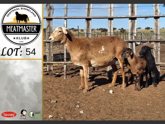 Ooie | Volstoom Meatmasters