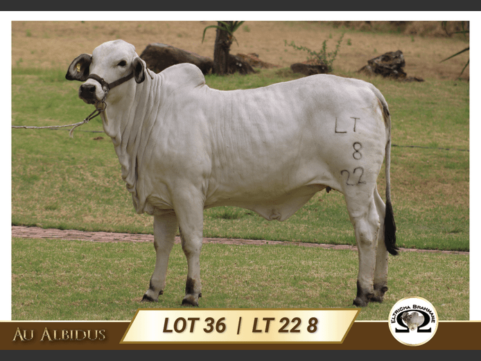 LT228 | TRICHARDT LG