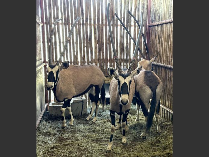 Gemsbok Koeie