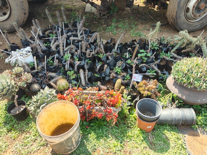 LOT PLANTS