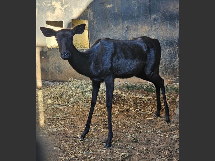 SWART ROOIBOK | LEBENKELE