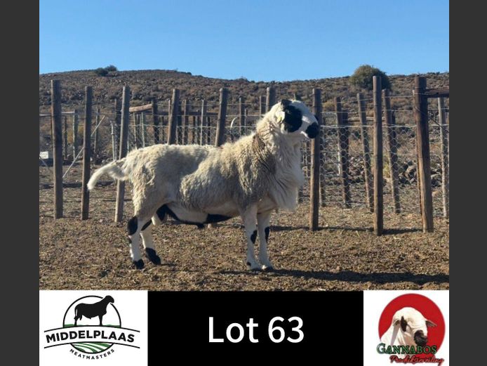 XAN23115 | Middelplaas Meatmasters