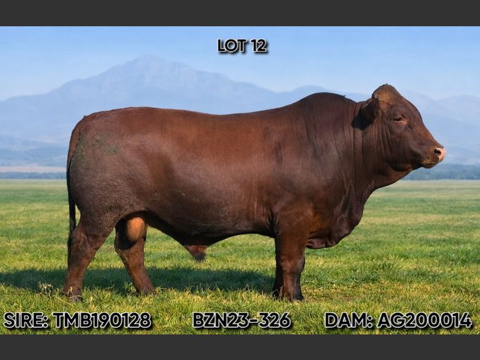 BZN 230326 | BASZOHN CATTLE CO