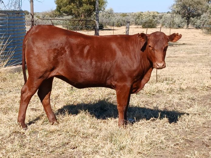 AB 230092 | CCR BEEF (PTY) LTD