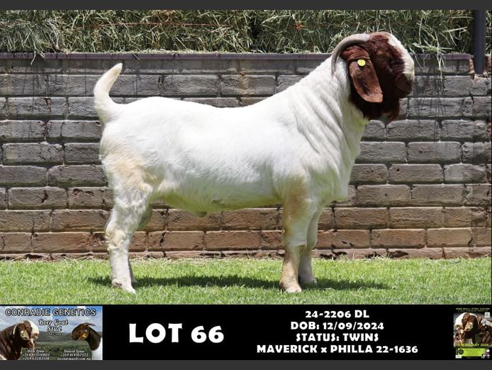 24-2206 DL | DAWID LOUW