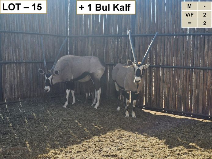 GEMSBOK | + 1 BUL KALF / HANLEY