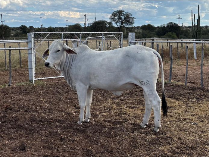 23-0478U | SAVANNAH BRAHMANS