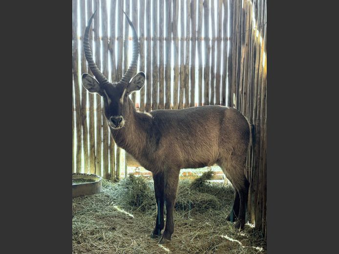 Waterbok Bul