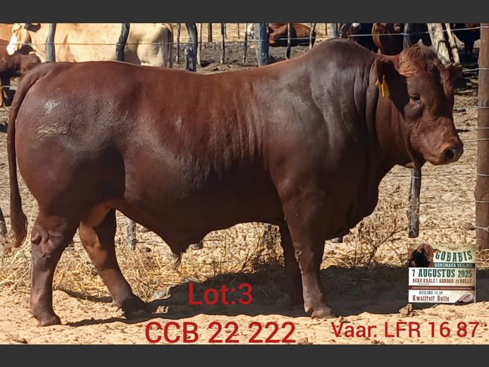 CCB 220222 | CATTLE COUNTRY BONSMARAS