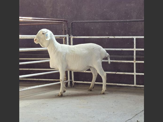 139 25 0248 | MNR. PR WIESE H/A BULBERG BDY