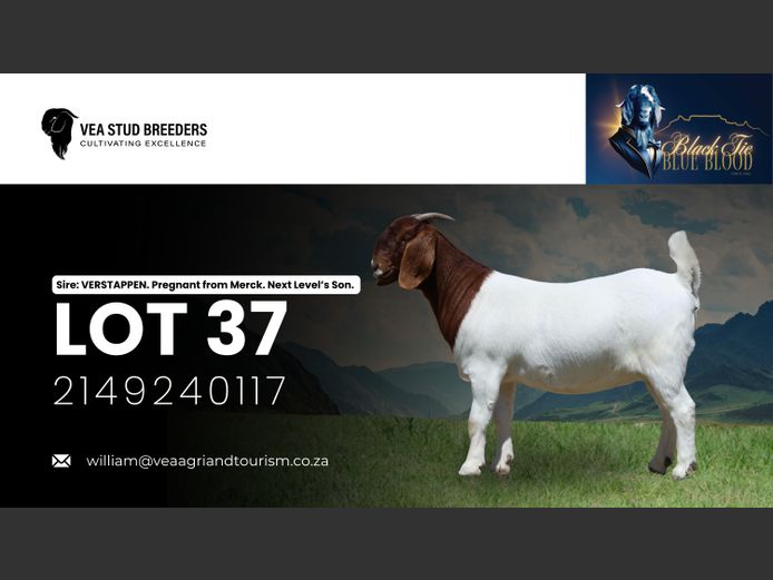 2149240117 | VEA Boerbokstoet